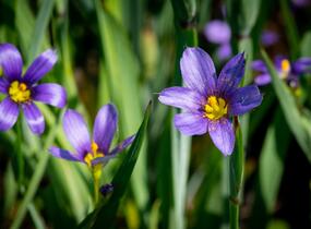 Badil úzkolistý - Sisyrinchium angustifolium