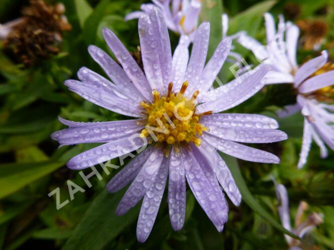 Hvězdnice keříčkovitá 'Blauer Zwerg' - Aster dumosus 'Blauer Zwerg'