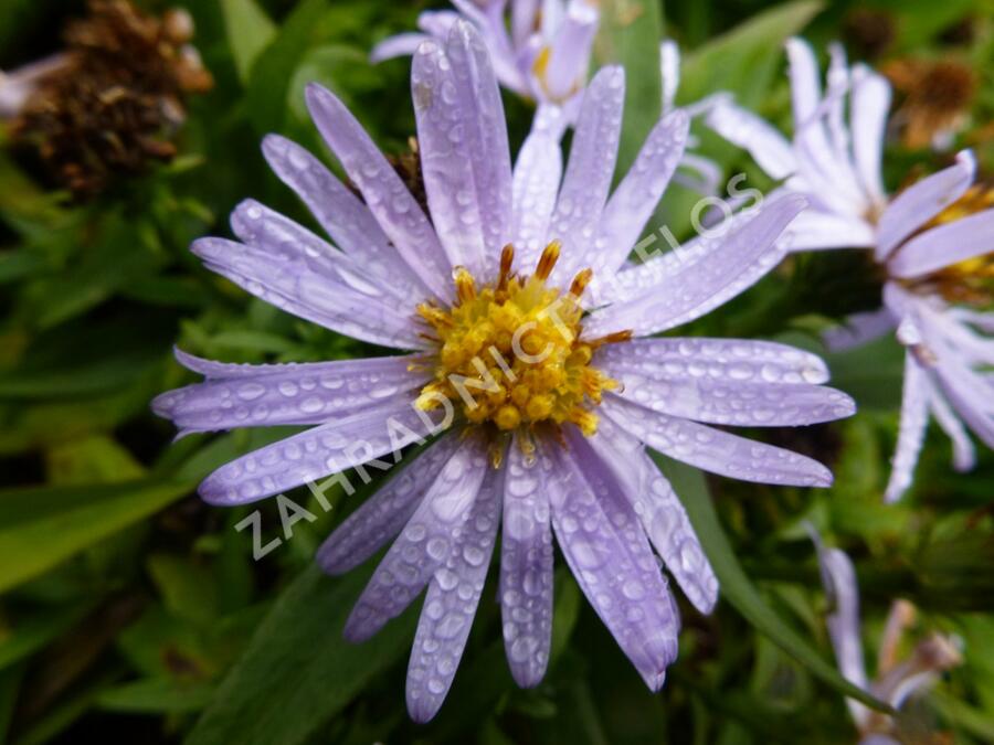 Hvězdnice keříčkovitá 'Blauer Zwerg' - Aster dumosus 'Blauer Zwerg'