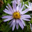 Hvězdnice keříčkovitá 'Blauer Zwerg' - Aster dumosus 'Blauer Zwerg'