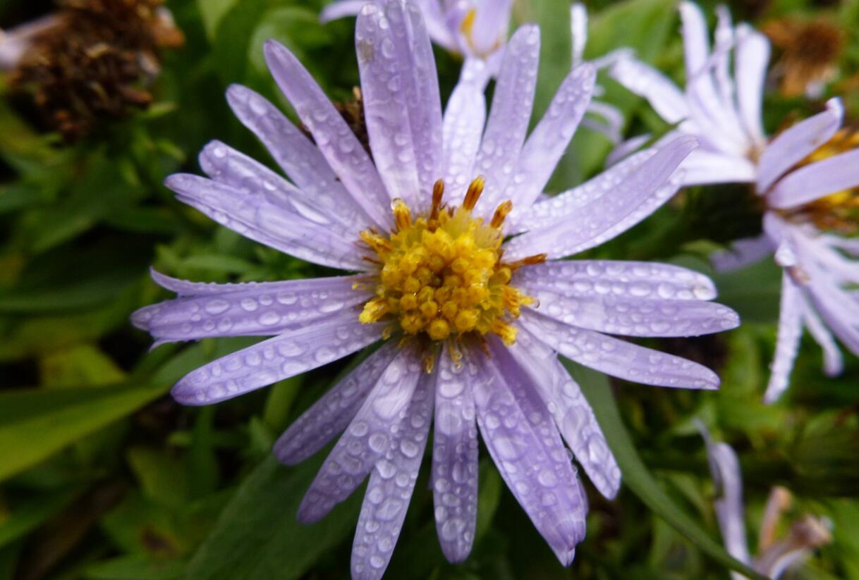Hvězdnice keříčkovitá 'Blauer Zwerg' - Aster dumosus 'Blauer Zwerg'