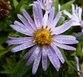 Hvězdnice keříčkovitá 'Blauer Zwerg' - Aster dumosus 'Blauer Zwerg'