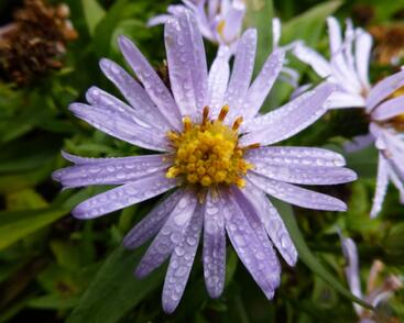 Hvězdnice keříčkovitá 'Blauer Zwerg'