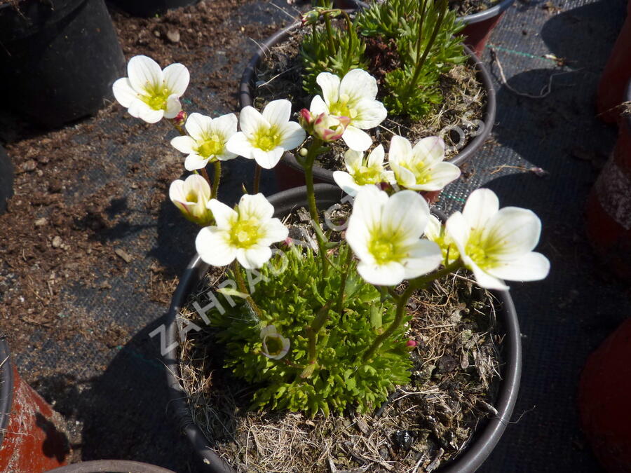 Lomikámen arendsův 'Highlander White' - Saxifraga x arendsii 'Highlander White'