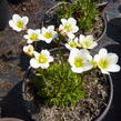 Lomikámen arendsův 'Highlander White' - Saxifraga x arendsii 'Highlander White'