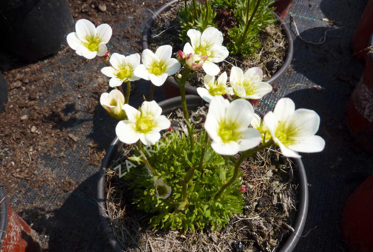 Lomikámen arendsův 'Highlander White' - Saxifraga x arendsii 'Highlander White'