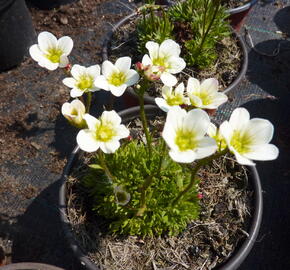 Lomikámen arendsův 'Highlander White' - Saxifraga x arendsii 'Highlander White'