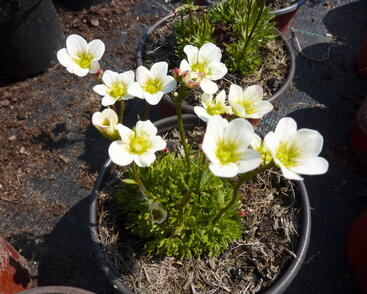 Lomikámen arendsův 'Highlander White'