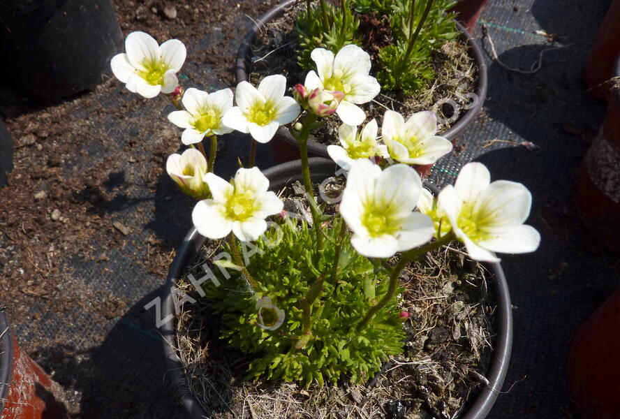 Lomikámen arendsův 'Highlander White' - Saxifraga x arendsii 'Highlander White'