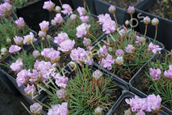 Trávnička trsnatá 'Röschen' - Armeria juniperifolia 'Röschen'