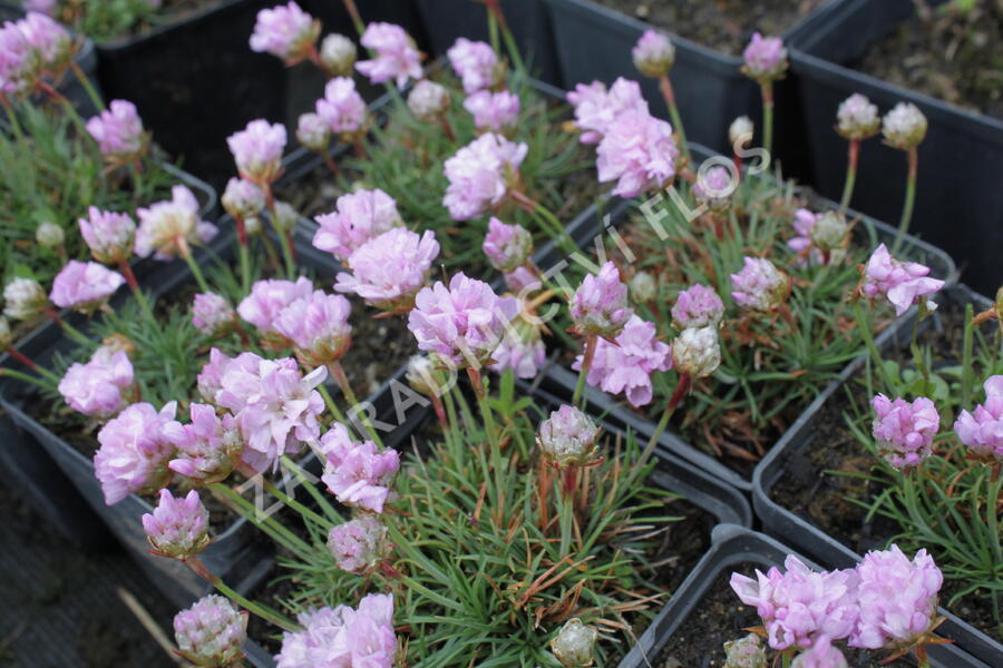 Trávnička trsnatá 'Röschen' - Armeria juniperifolia 'Röschen'