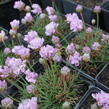 Trávnička trsnatá 'Röschen' - Armeria juniperifolia 'Röschen'