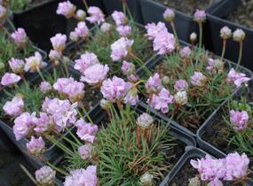 Trávnička trsnatá 'Röschen' - Armeria juniperifolia 'Röschen'