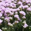 Trávnička trsnatá 'Röschen' - Armeria juniperifolia 'Röschen'