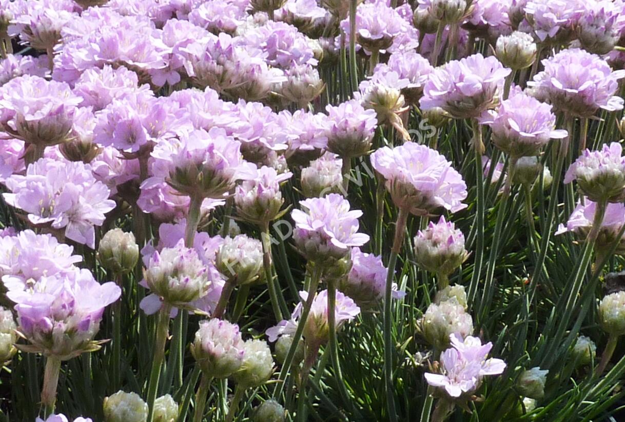 Trávnička trsnatá 'Röschen' - Armeria juniperifolia 'Röschen'