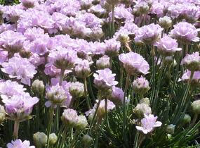Trávnička trsnatá 'Röschen' - Armeria juniperifolia 'Röschen'