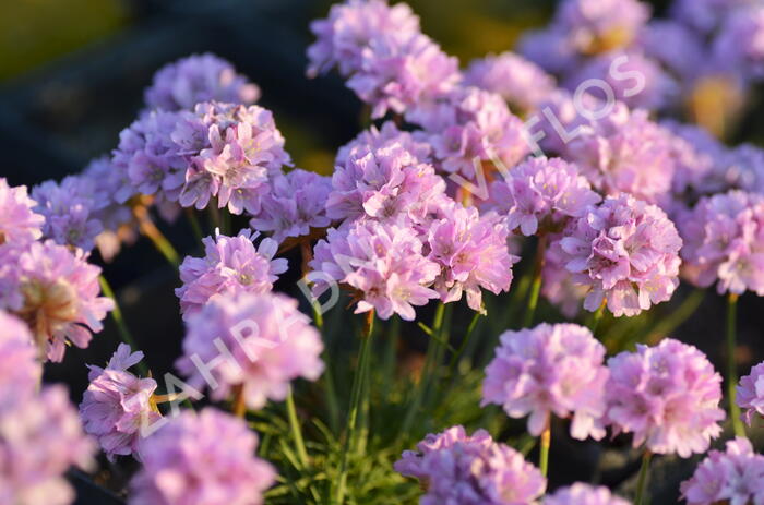Trávnička trsnatá 'Röschen' - Armeria juniperifolia 'Röschen'