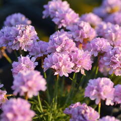 Trávnička trsnatá 'Röschen' - Armeria juniperifolia 'Röschen'