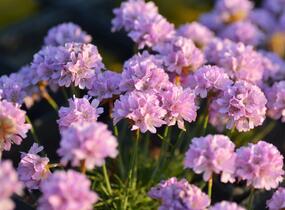Trávnička trsnatá 'Röschen' - Armeria juniperifolia 'Röschen'