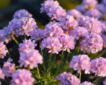 Trávnička trsnatá 'Röschen'