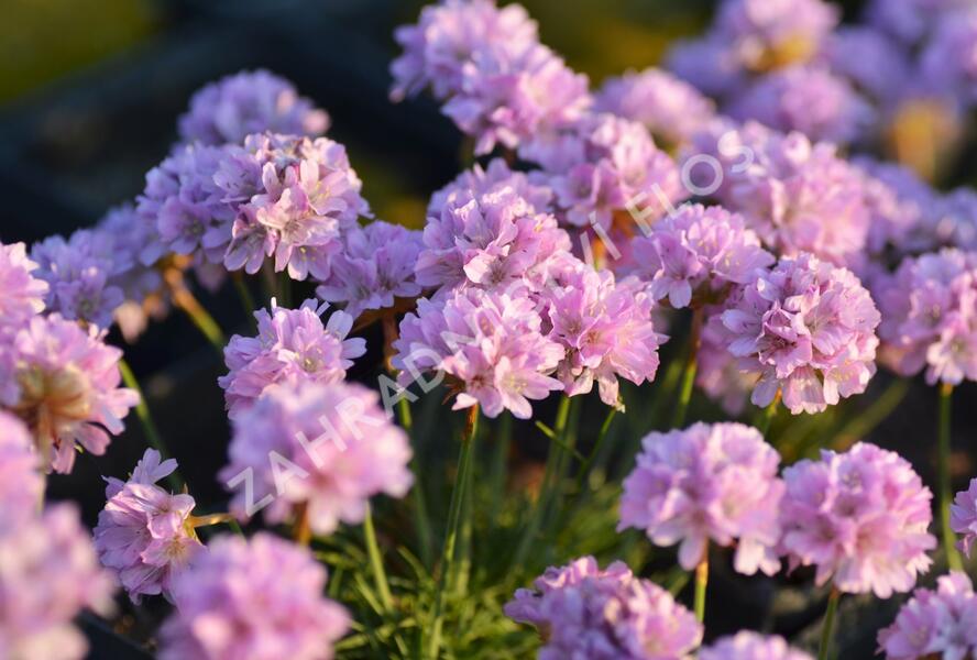 Trávnička trsnatá 'Röschen' - Armeria juniperifolia 'Röschen'