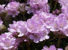 Trávnička trsnatá 'Röschen' - Armeria juniperifolia 'Röschen'