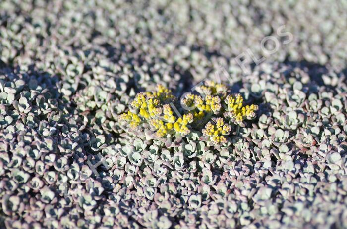 Rozchodník lžičkolistý 'Cape Blanco' - Sedum spathulifolium 'Cape Blanco'