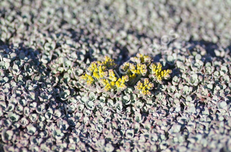Rozchodník lžičkolistý 'Cape Blanco' - Sedum spathulifolium 'Cape Blanco'