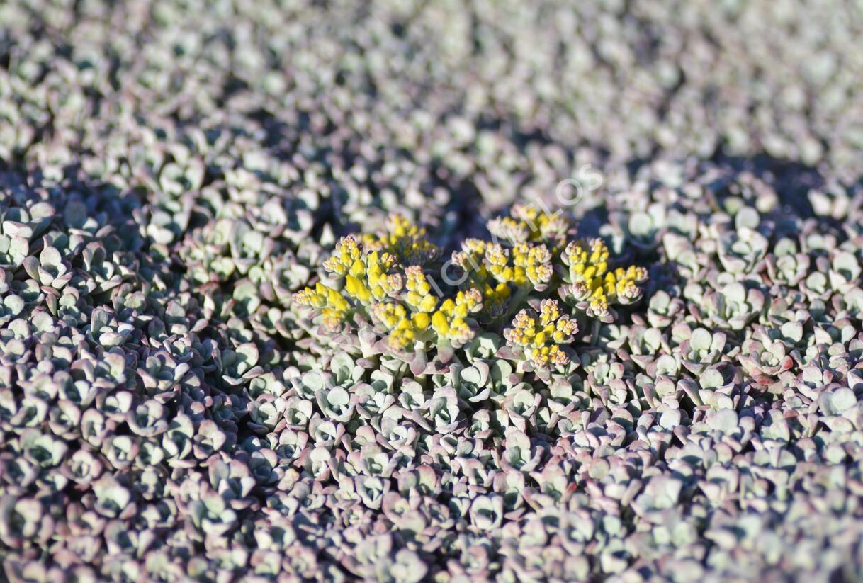 Rozchodník lžičkolistý 'Cape Blanco' - Sedum spathulifolium 'Cape Blanco'