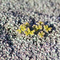 Rozchodník lžičkolistý 'Cape Blanco' - Sedum spathulifolium 'Cape Blanco'