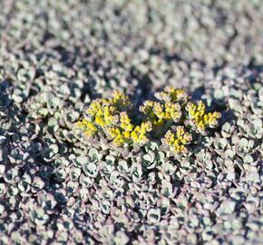 Rozchodník lžičkolistý 'Cape Blanco' - Sedum spathulifolium 'Cape Blanco'