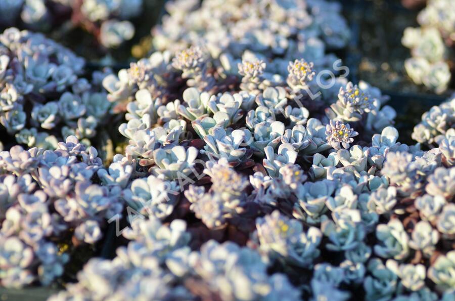 Rozchodník lžičkolistý 'Cape Blanco' - Sedum spathulifolium 'Cape Blanco'