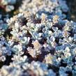 Rozchodník lžičkolistý 'Cape Blanco' - Sedum spathulifolium 'Cape Blanco'