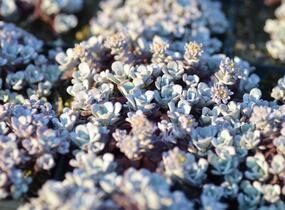 Rozchodník lžičkolistý 'Cape Blanco' - Sedum spathulifolium 'Cape Blanco'