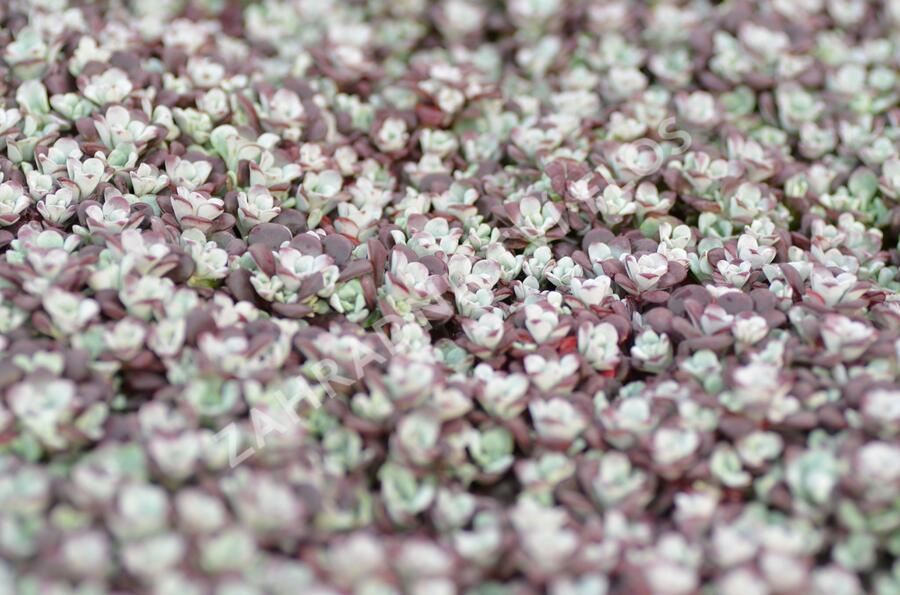 Rozchodník lžičkolistý 'Cape Blanco' - Sedum spathulifolium 'Cape Blanco'