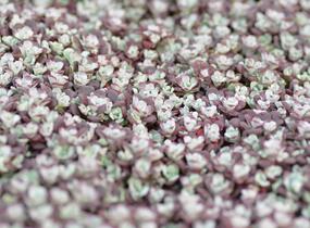 Rozchodník lžičkolistý 'Cape Blanco' - Sedum spathulifolium 'Cape Blanco'