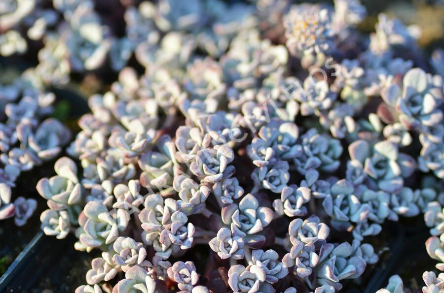 Rozchodník lžičkolistý 'Cape Blanco' - Sedum spathulifolium 'Cape Blanco'