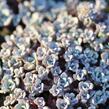 Rozchodník lžičkolistý 'Cape Blanco' - Sedum spathulifolium 'Cape Blanco'