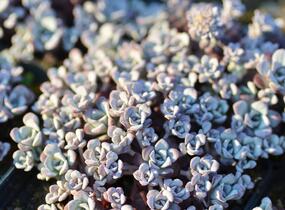 Rozchodník lžičkolistý 'Cape Blanco' - Sedum spathulifolium 'Cape Blanco'