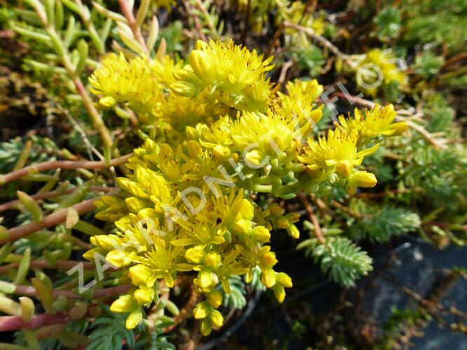 Rozchodník 'Silver' - Sedum sediforme 'Silver'