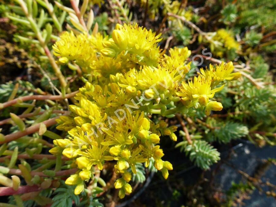 Rozchodník 'Silver' - Sedum sediforme 'Silver'