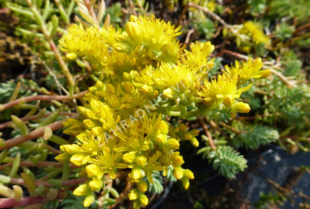 Rozchodník rozchodníkotvarý 'Silver' - Sedum sediforme 'Silver'