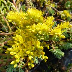 Rozchodník rozchodníkotvarý 'Silver' - Sedum sediforme 'Silver'