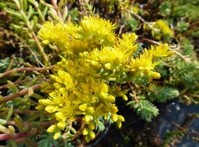 Rozchodník rozchodníkotvarý 'Silver' - Sedum sediforme 'Silver'