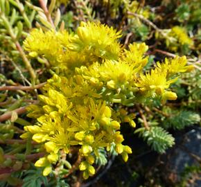 Rozchodník 'Silver' - Sedum sediforme 'Silver'