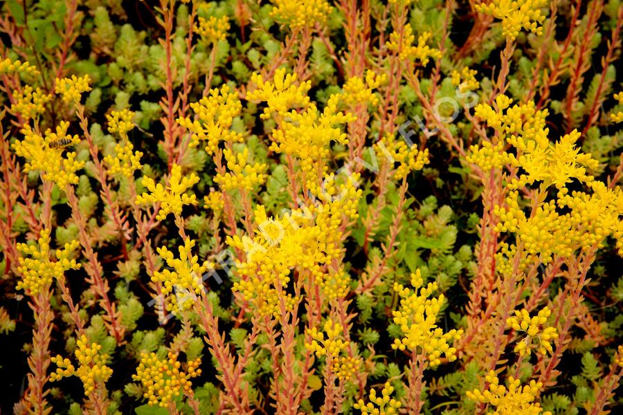 Rozchodník rozchodníkotvarý 'Silver' - Sedum sediforme 'Silver'