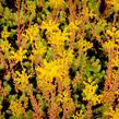 Rozchodník rozchodníkotvarý 'Silver' - Sedum sediforme 'Silver'