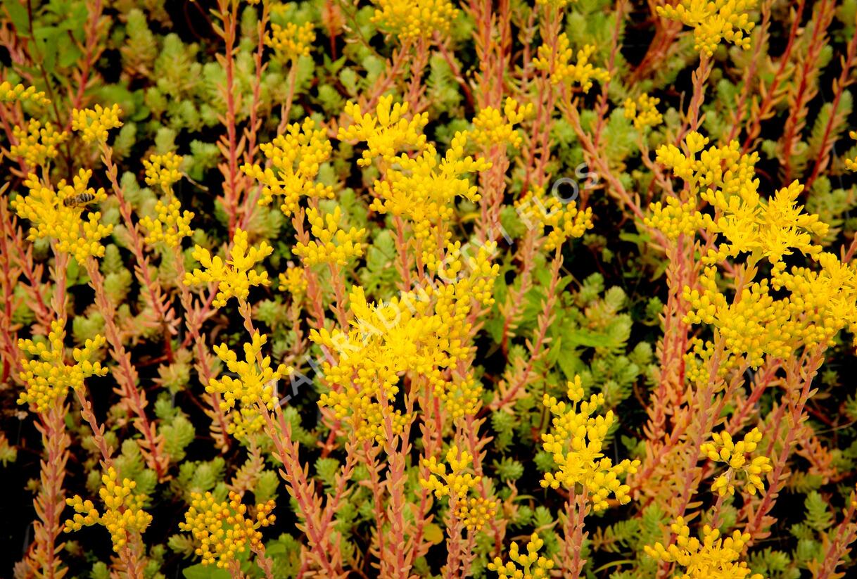 Rozchodník rozchodníkotvarý 'Silver' - Sedum sediforme 'Silver'