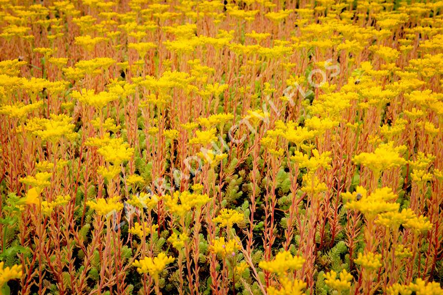 Rozchodník rozchodníkotvarý 'Silver' - Sedum sediforme 'Silver'