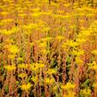Rozchodník rozchodníkotvarý 'Silver' - Sedum sediforme 'Silver'